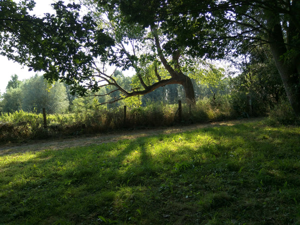 Saori - Art Yarn  'wolvertemse beemden' 100 % wol - Herbalana